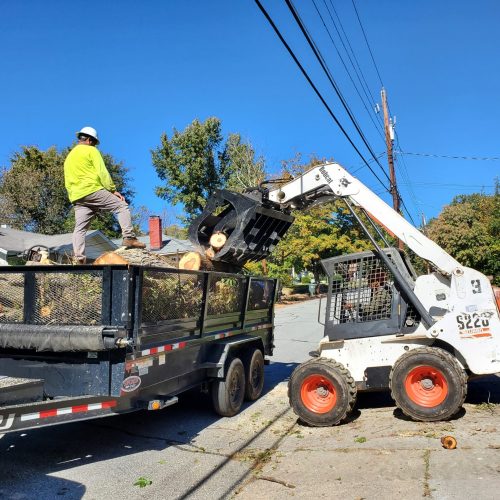 A large tree removal vehicle in the process of cutting down a tree