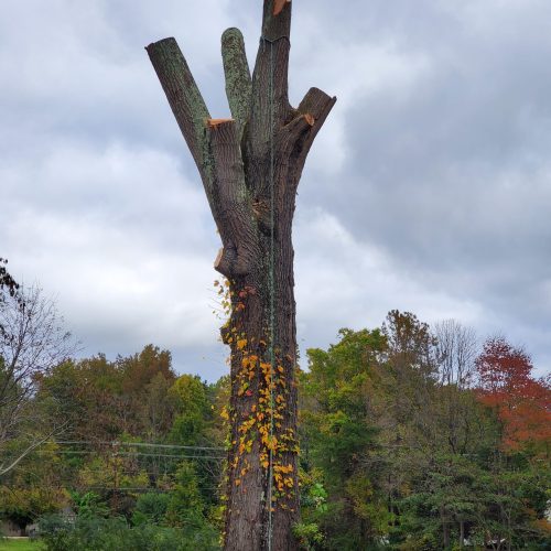 A tree trunk with several large branches cut off.